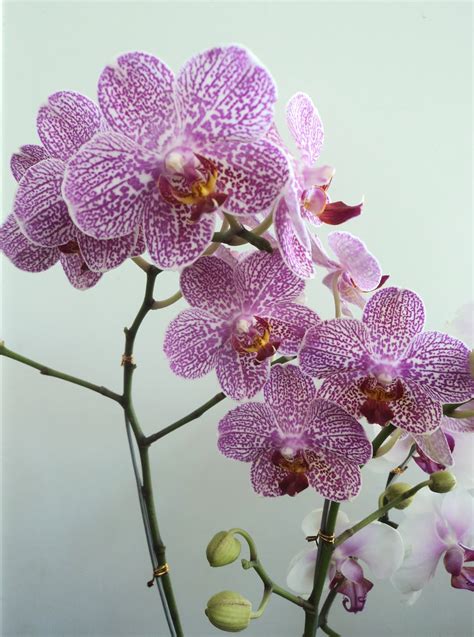 4 da Love of Orchids: Phalaenopsis hybrids