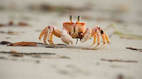 Can You Eat Sand Crabs and How Does It Taste?