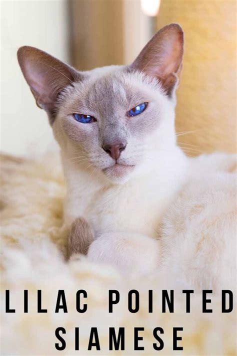 Lilac Pointed Siamese Cat Traits, Characteristics and Personality