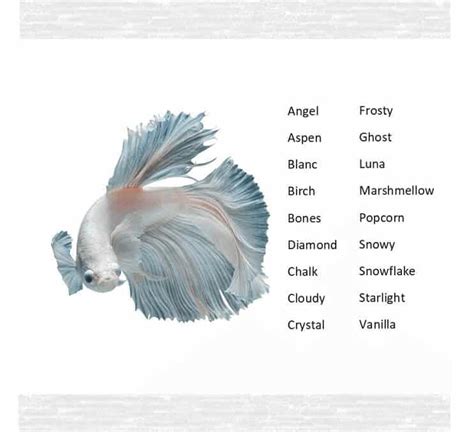 160 Best Betta Fish Names for your Siamese Fighting Fish | Fishkeeping ...