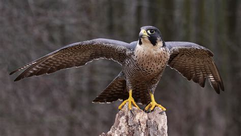 Peregrine Falcon – Nature Travel Birding