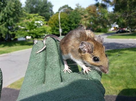 Common Ontario mouse species