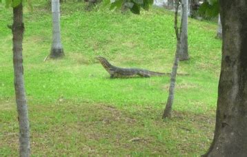 Mature specimen of Varanus salvator (Laurenti, 1768)(Varanidae) feeding ...