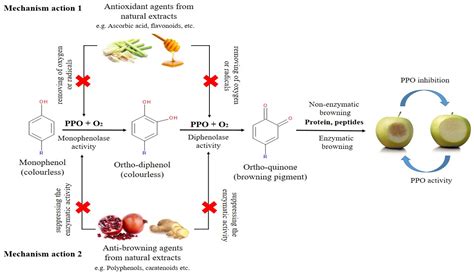 Molecules | Free Full-Text | Prevention of Enzymatic Browning by ...