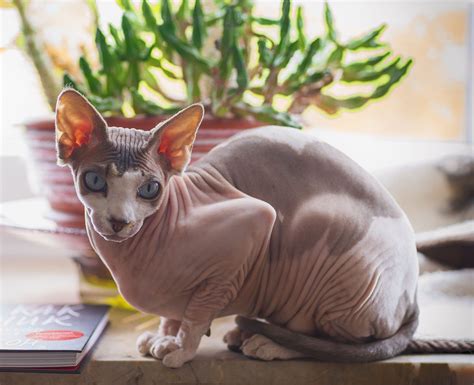 8 Different Sphynx Cat Colors (With Pictures) - Excited Cats