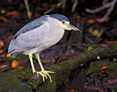 Black-crowned night heron | bird | Britannica