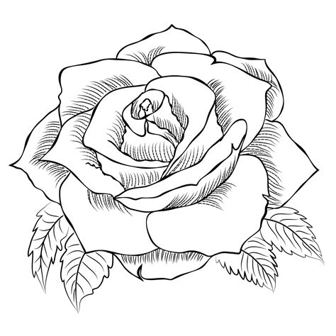 Hand drawn Rose line art drawing Images illustration collection ...