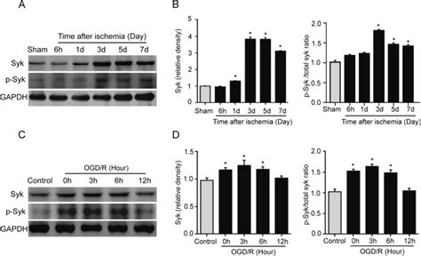 Syk and p-Syk protein expression was significantly increased in ...