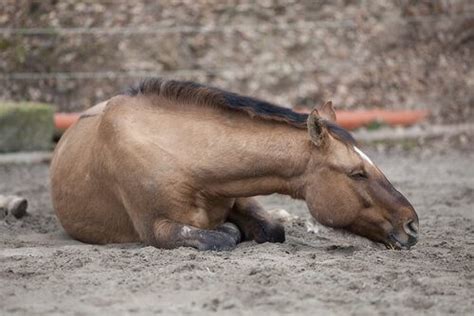 Equine Colic: Different Types of Colic in Horses - My Animals