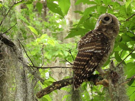 baby Barred Owl | www.poweredbybirds.com/barred-owl-gemini-s… | Flickr