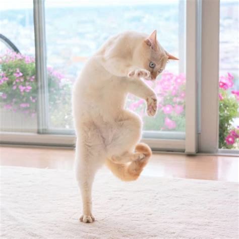 30 Funniest and Cutest Dancing Cat Photos That Will Brighten Your Day ...