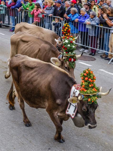 Swiss Cow Parade 2020 - All About Cow Photos