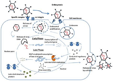 Adenovirus: Structure and genome, Replication, Pathogenesis, Infection ...