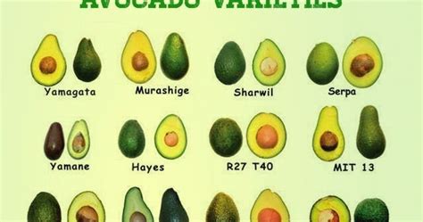 Different Avocado Varieties! : r/gardening