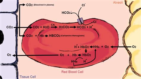 Carbon Dioxide Transport - USMLE Strike