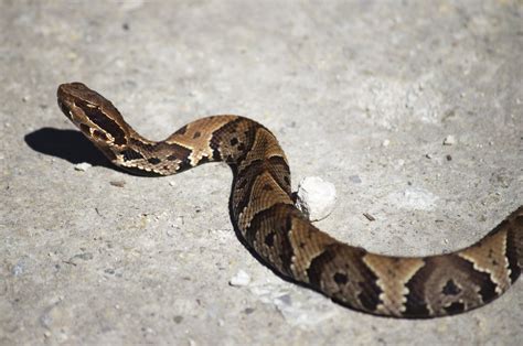 A Field Guide to Commonly Misidentified Snakes