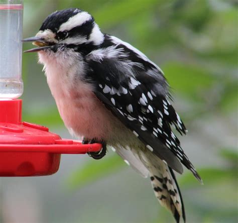 Free stock photo of baby bird, black and white bird, downy woodpecker