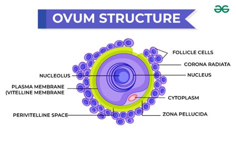 Human Ovum - Structure, Functions & Diagram - GeeksforGeeks