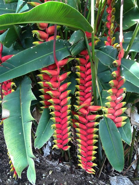 Heliconia | Flowering trees, Flowers, Unusual plants