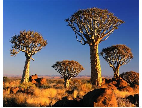 Namibia, Namib Desert, Kokerboom, Quiver Tree Forest, aloe dichotoma in ...