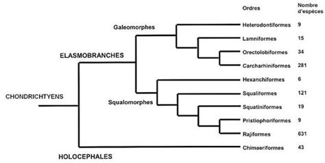 Classification | Sharks facts | Pinterest