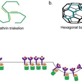 a] The basic functional unit of clathrin cage is clathrin triskelion ...