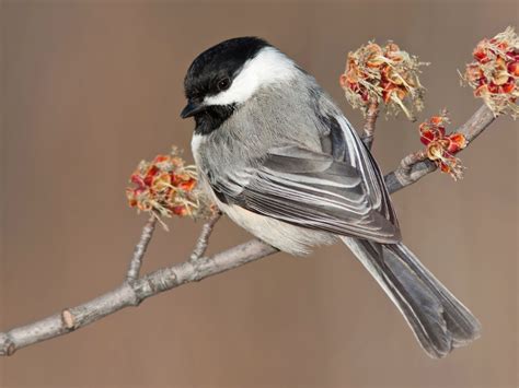 Black-capped Chickadee - eBird in 2021 | Black capped chickadee ...