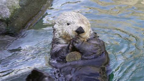 What Does a Sea Otter Eat? - YouTube