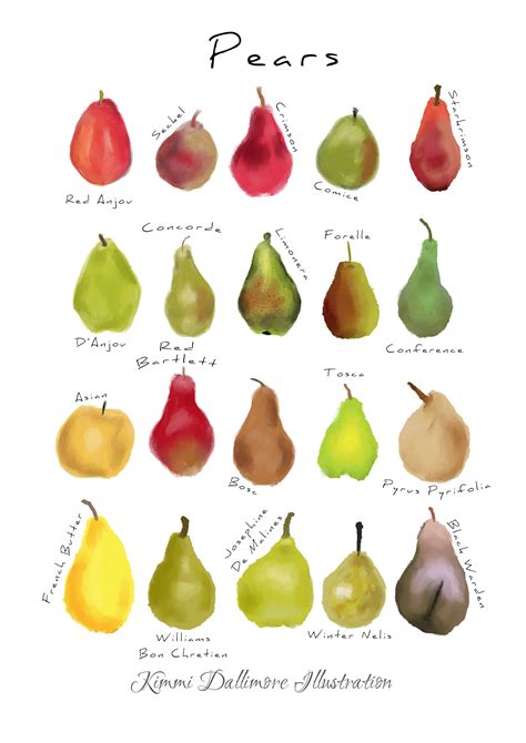 Pear Varieties Chart