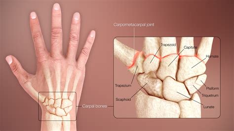 Carpal bones - Wikiwand