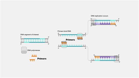 Primers Pcr