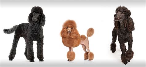 Poodle Haircuts & Styles - Expert Groomer Explains