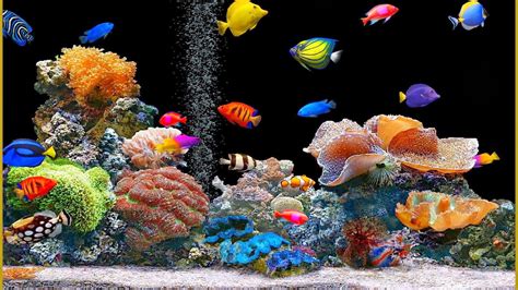 Fish Aquarium Animated Wallpaper Free Download ~ Animated Wallpaper For ...