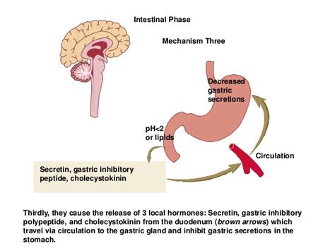 Digestive system (Digestive juice)/Function/Composition