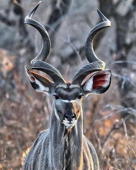 Supermodel antelope (kudu) if I have ever seen one : r/pics