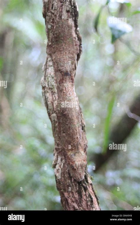 Leaf Tailed Gecko, Madagascar Stock Photo - Alamy