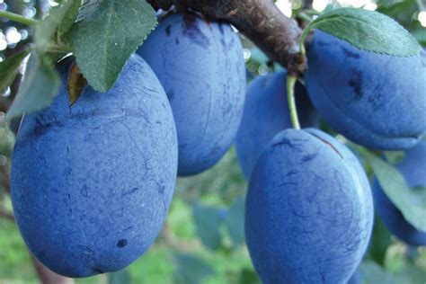 Plum Varieties are Complex and Fascinating [Slideshow] - Growing Produce