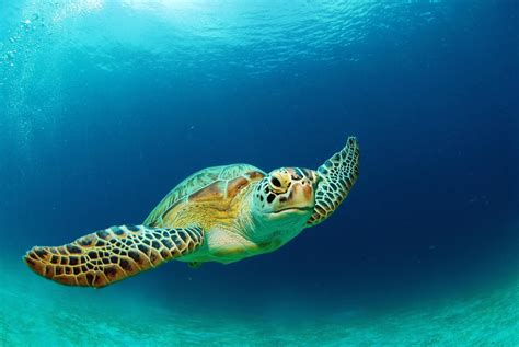 10 Fun Facts About Sea Turtles