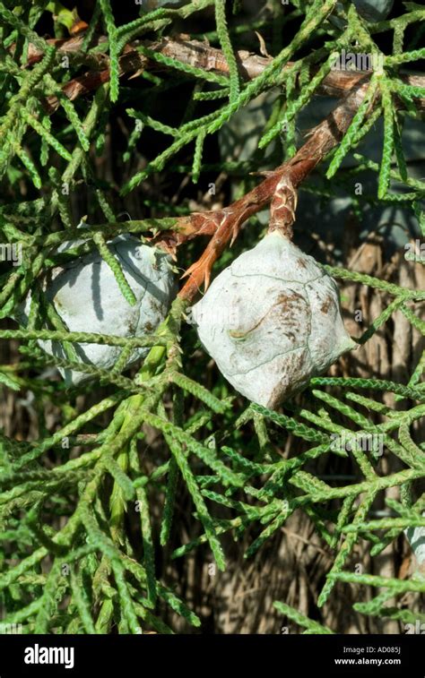 Cypress Cones and leaves Cupressus tree Stock Photo - Alamy