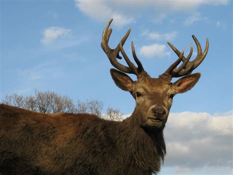 File:Red Deer Stag Wollaton Park.JPG - Wikipedia