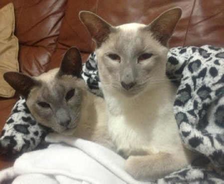 Lilac Point Siamese Cats