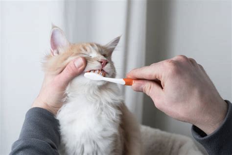 Cat Brushing Teeth Stock Photos, Pictures & Royalty-Free Images - iStock