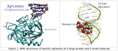 Aptamers from Gene Link