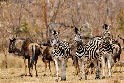 Just Ask Us! We often see Wildebeest and Zebra together, and there are ...