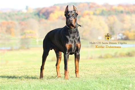 Planned Doberman Litters - European Doberman Puppies