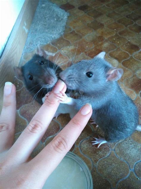 Two rats eating stock photo. Image of rodent, munching - 10102848