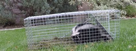 Skunk Trapping: How To Trap A Skunk