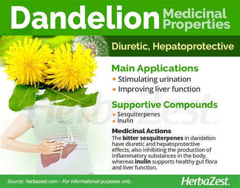 Dandelion | HerbaZest