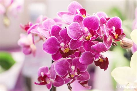 Phalaenopsis Orchid, Moth Orchids Plant - How To Care & Repotting ...