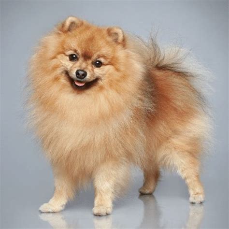 Japanese Spitz Dog Breed Information - SpiritDog Training